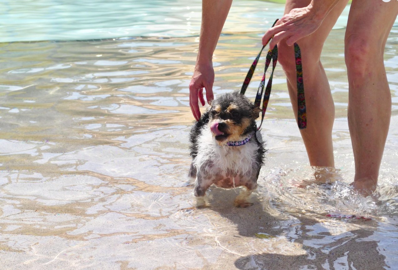 A small black and white dog standing in a pool while it's owner adjusts it's leash